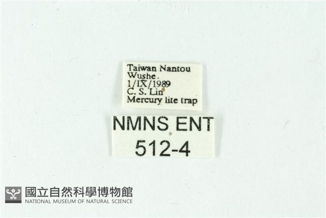 三色豔苔蛾藏品圖，第3張