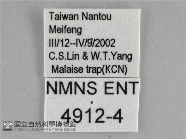 臺灣斜帶天蛾藏品圖，第3張