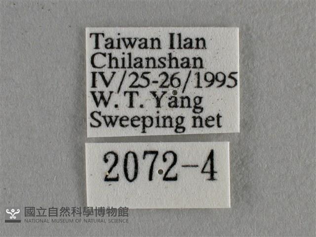 紫日灰蝶藏品圖，第3張
