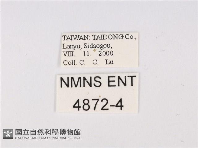 曲波紋灰蝶藏品圖，第3張