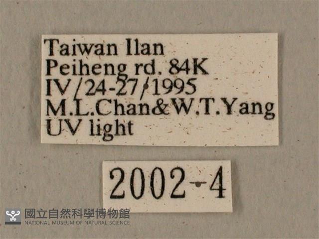 全緣缺角天蛾藏品圖，第3張