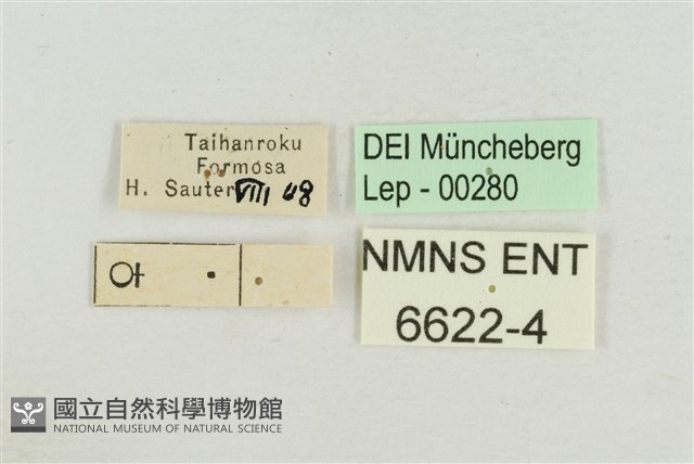 大紫斑蝶藏品圖，第3張