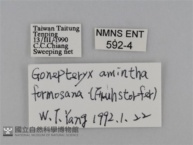 圓翅鉤粉蝶藏品圖，第3張
