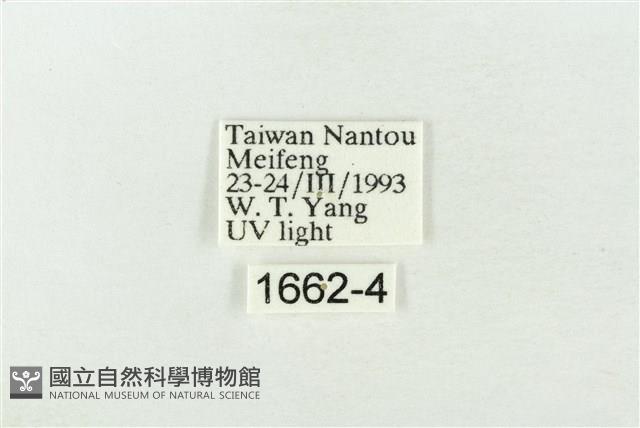 連珠波紋蛾藏品圖，第3張