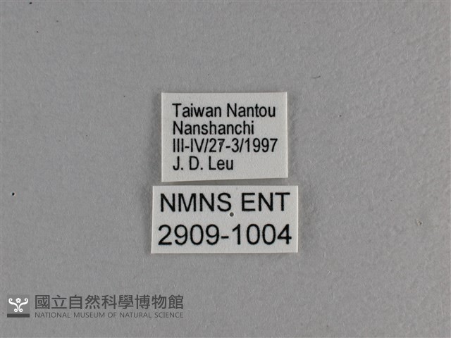 小雙尾蛺蝶藏品圖，第3張