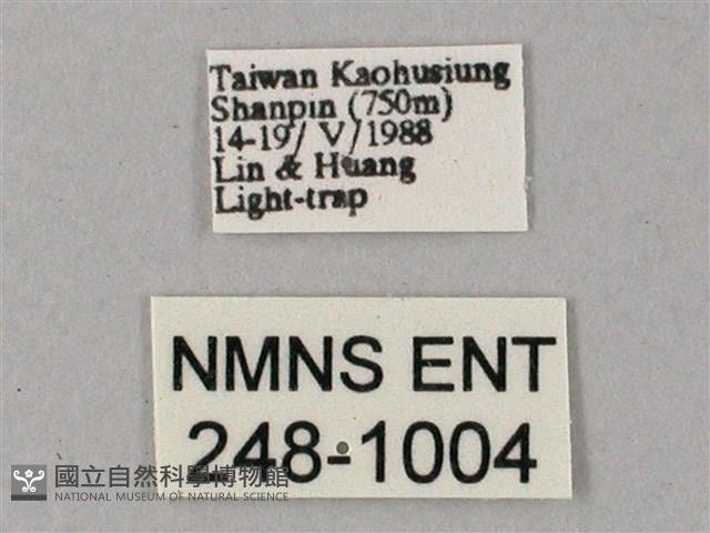 雙斑白肩天蛾藏品圖，第3張