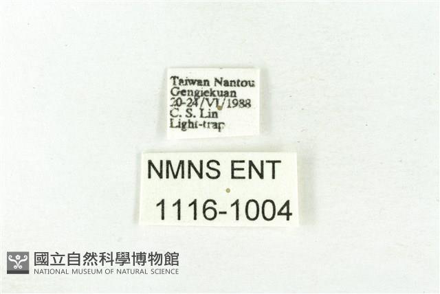 樹形尺蛾藏品圖，第3張