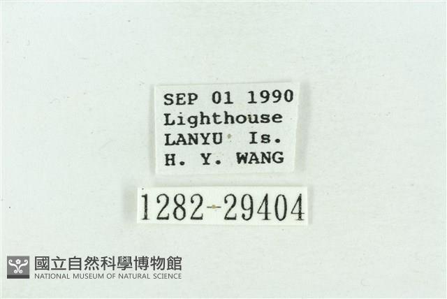 粉紅帶散紋夜蛾藏品圖，第3張