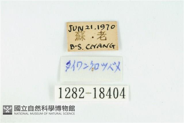 臺灣玄灰蝶藏品圖，第3張