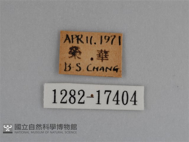 豔粉蝶藏品圖，第3張