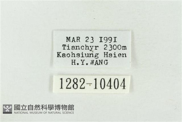 帶波紋蛾藏品圖，第3張