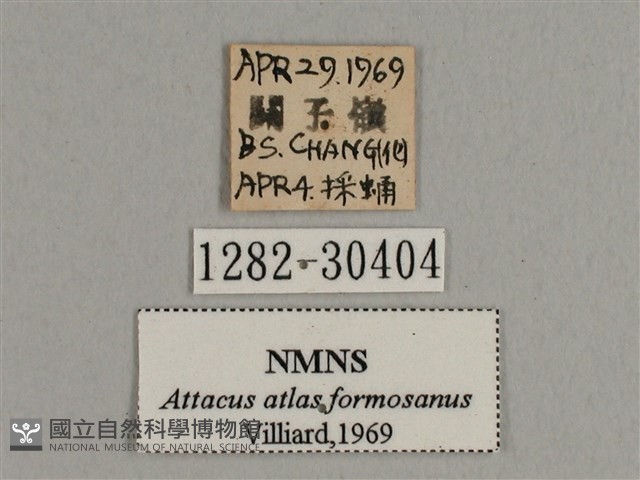 皇蛾藏品圖，第3張