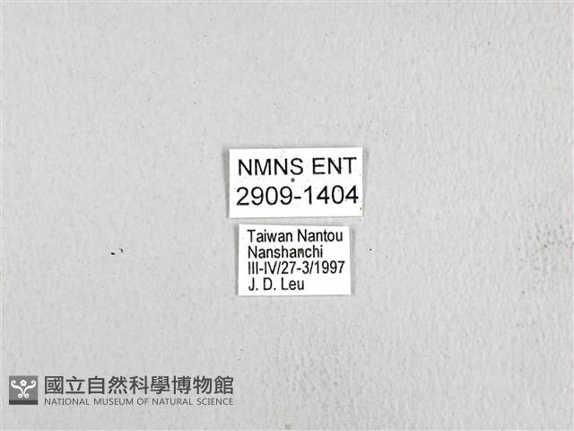 斑鳳蝶藏品圖，第3張