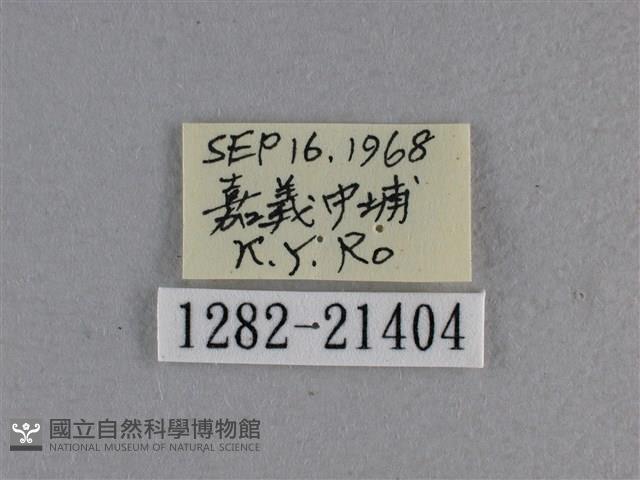 尖翅褐弄蝶藏品圖，第3張