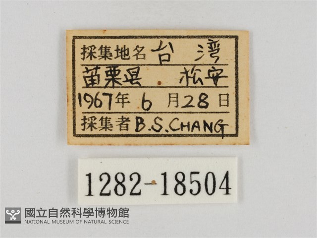 淡褐脈粉蝶藏品圖，第3張