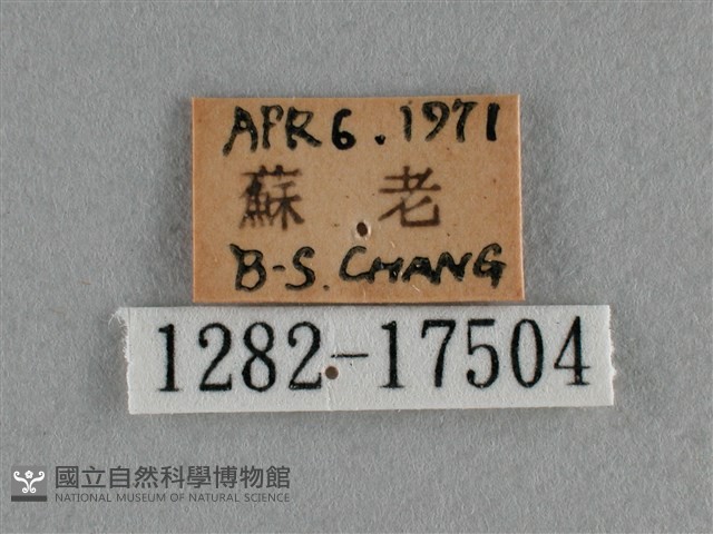 散紋盛蛺蝶藏品圖，第3張