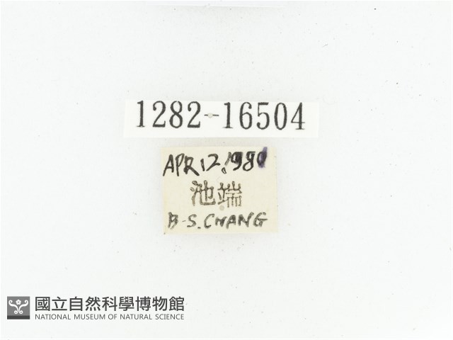 黑斑陷紋金龜藏品圖，第2張