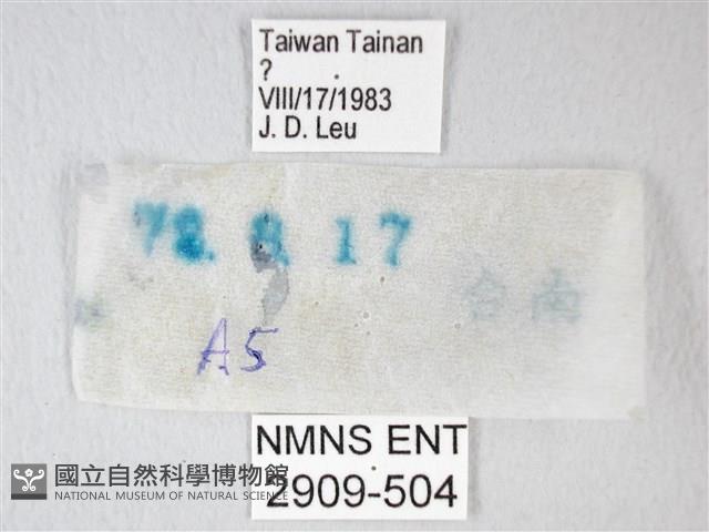 淡青雅波灰蝶藏品圖，第3張