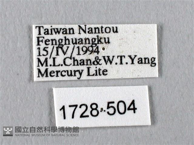 眉紋天蠶蛾藏品圖，第3張