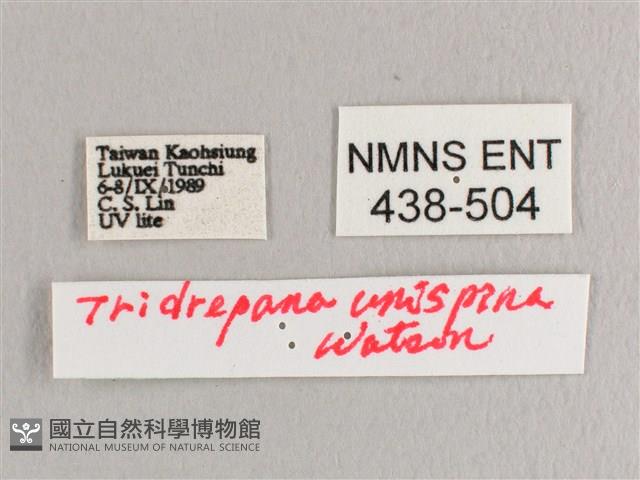 銀斑黃鉤蛾藏品圖，第3張