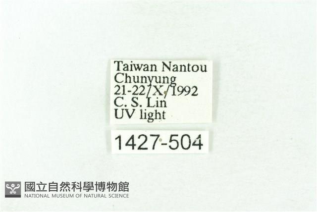 臺雪苔蛾藏品圖，第3張