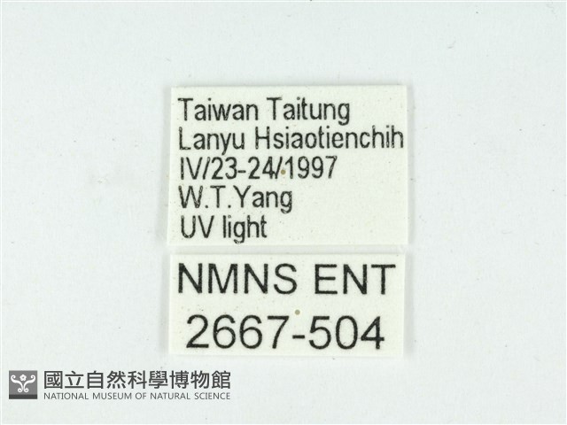 叉紋閃舞蛾藏品圖，第3張