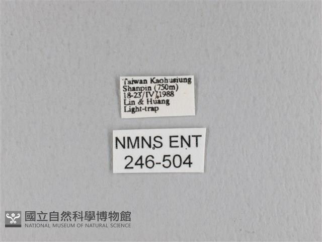 大褐斑枯葉蛾藏品圖，第3張