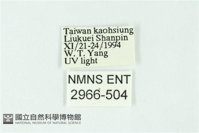 三條橙燈蛾藏品圖，第3張