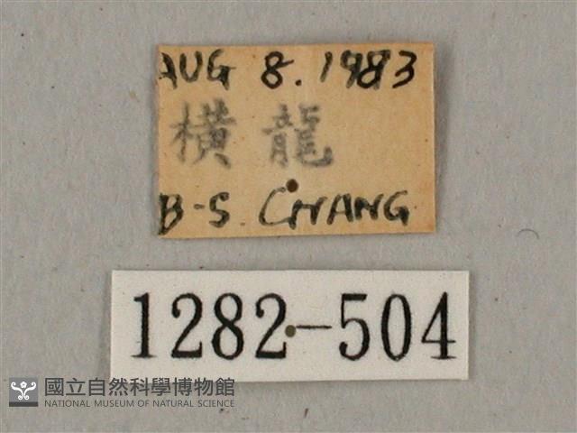 廣東鷹翅天蛾藏品圖，第3張