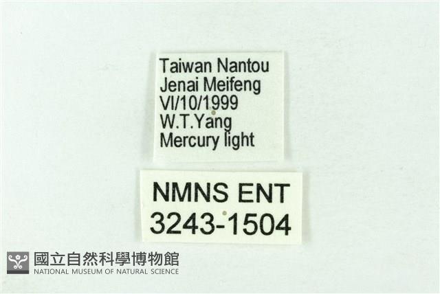 赭新污燈蛾藏品圖，第3張