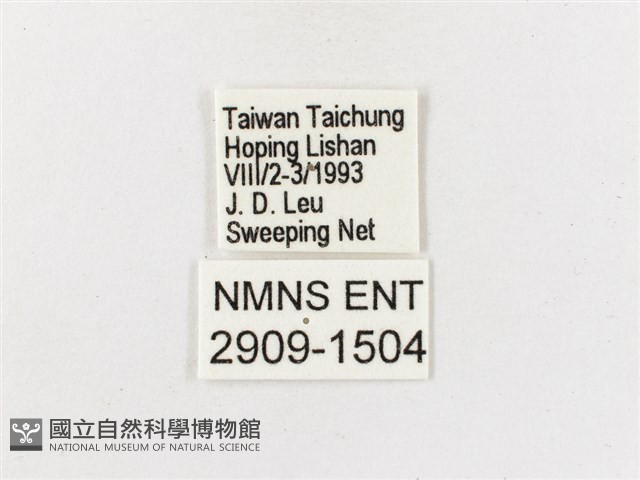 突尾鉤蛺蝶藏品圖，第3張