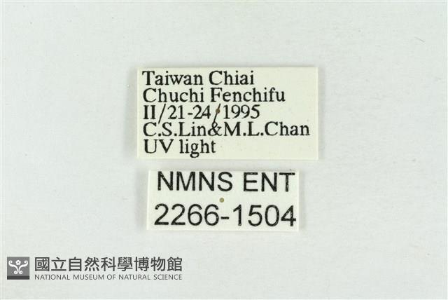 印華波紋蛾藏品圖，第3張