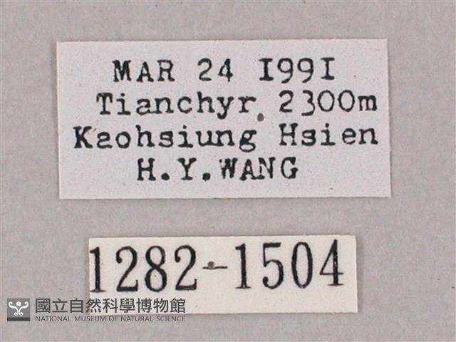 井上氏絨毛天蛾藏品圖，第3張