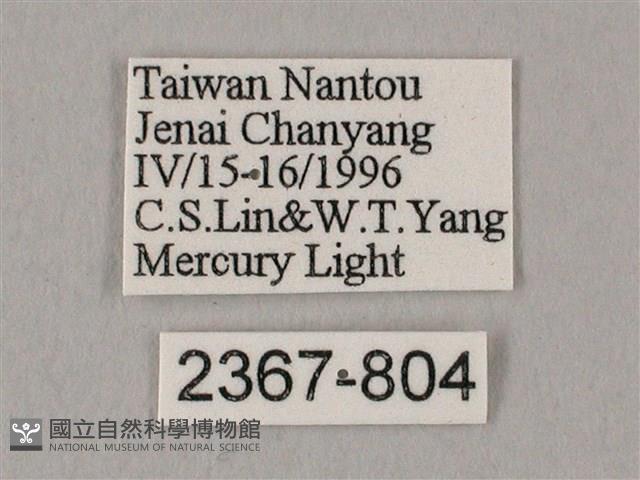 栗六點天蛾藏品圖，第3張