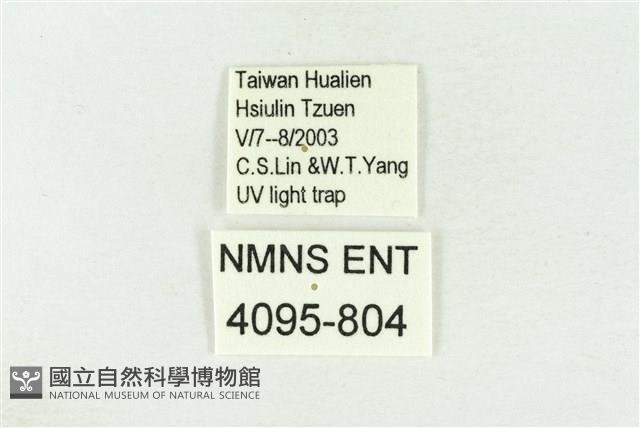 棍棒污燈蛾藏品圖，第3張