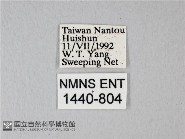 異粉蝶、雌白黃蝶藏品圖，第3張