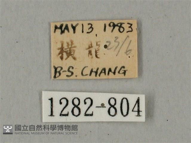 鋸線天蛾藏品圖，第3張