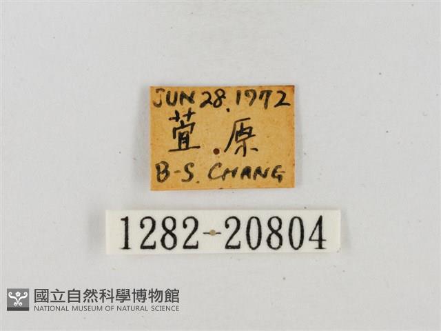 臺灣流星弄蝶藏品圖，第3張