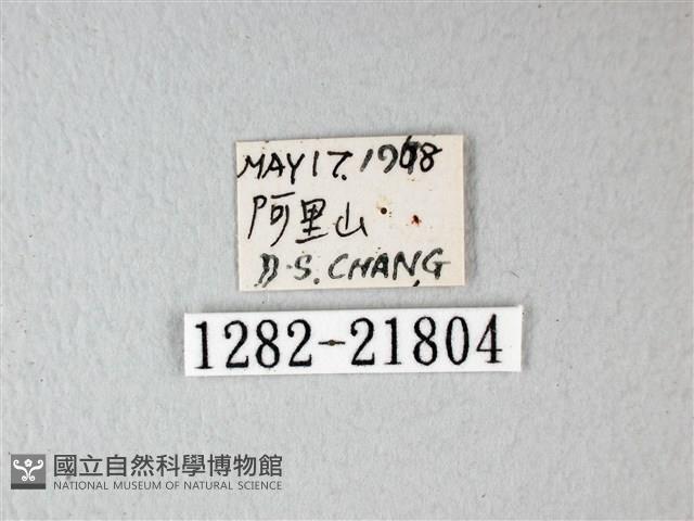 隱錨紋蛾藏品圖，第3張