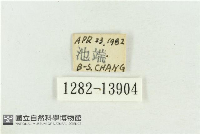 紅暈散紋夜蛾藏品圖，第3張