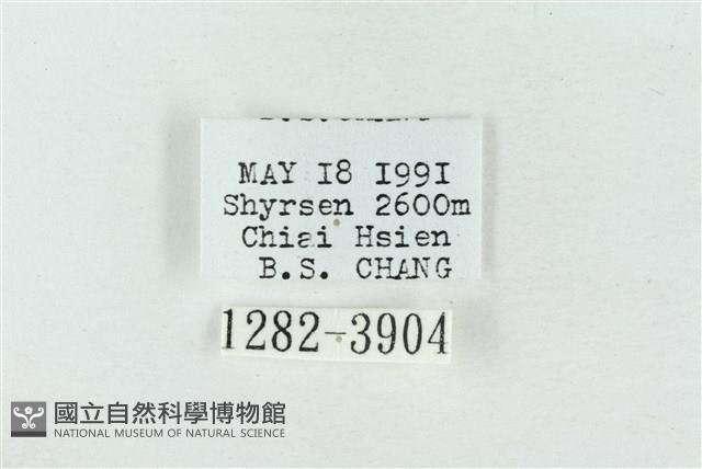 印華波紋蛾藏品圖，第3張