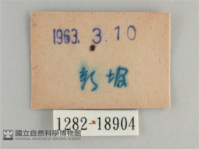 青眼蛺蝶、孔雀青蛺蝶藏品圖，第3張