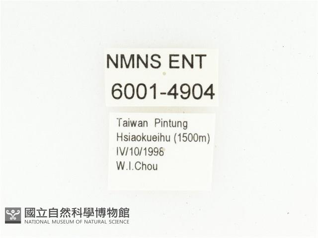 艷邊花金龜藏品圖，第2張