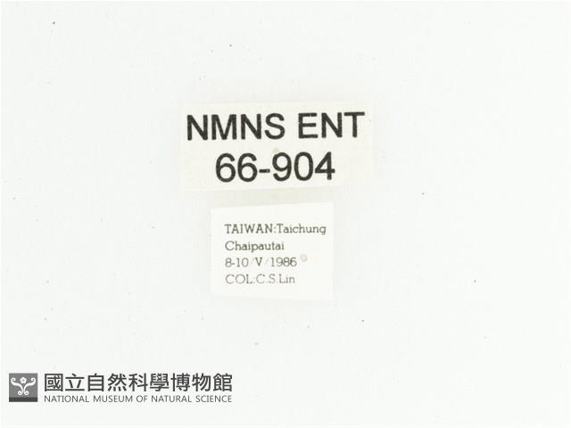 臺灣跗花金龜藏品圖，第2張