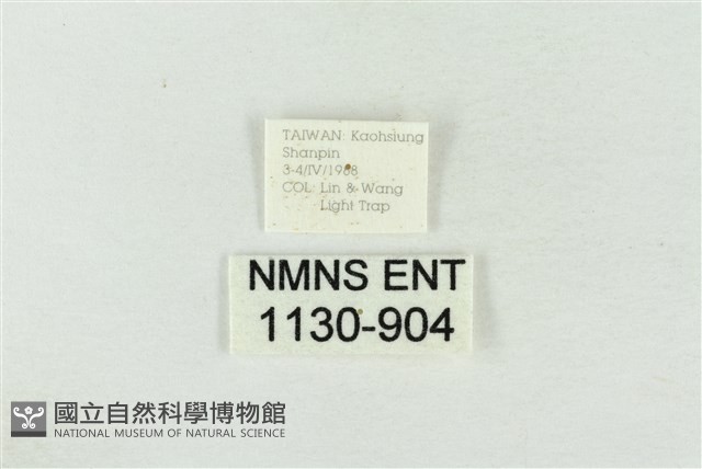 連珠波紋蛾藏品圖，第3張