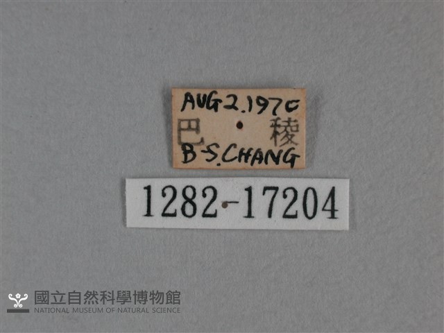 枯葉蝶藏品圖，第3張