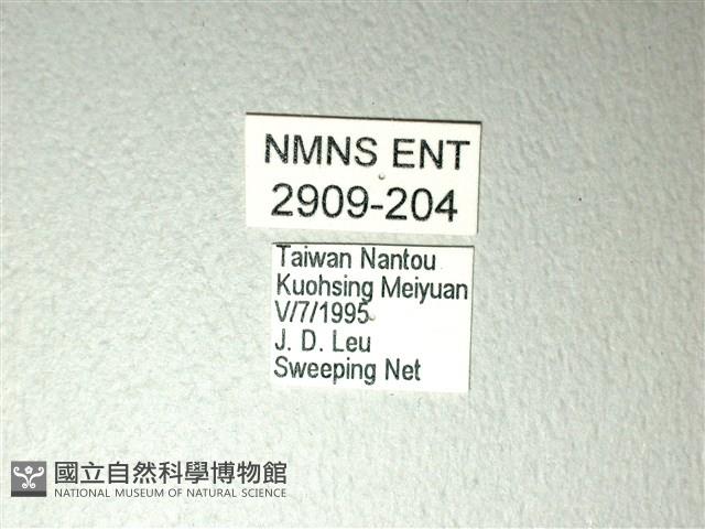 斑鳳蝶藏品圖，第3張