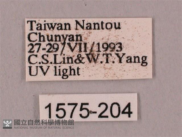 桃紅六點天蛾藏品圖，第3張