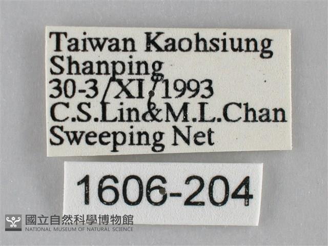 纖粉蝶藏品圖，第3張