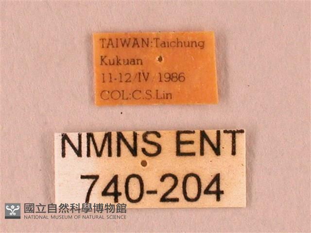 栗六點天蛾藏品圖，第3張